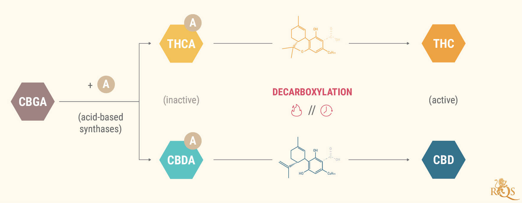 Why Decarboxylating Your Cannabis Is So Important RQS Blog why-decarboxylating-your-cannabis-is-so-important-rqs-blog